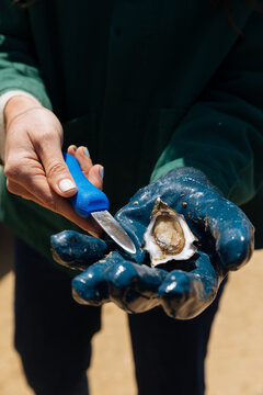 Hands shuck an oyster during oyster Harvest in Tomales Bay, California