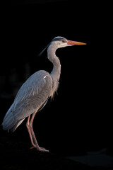 A great blue heron looking for a frog by a canal in Hoorn, Netherlands