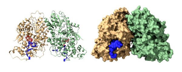 Structure of cryptochrome 3 dimer - DNA (blue) complex. FAD is shown in red. 3D cartoon and Gaussian surface models, PDB 2vtb, white background.