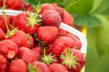 Ripe strawberries in a yellow cardboard box on the background of the beds
