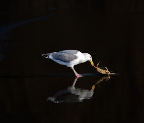 A seagull with reflection on the wet sand beach eating a dungeness crab, Pacific City, Oregon.