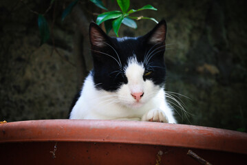 profile of a European cat