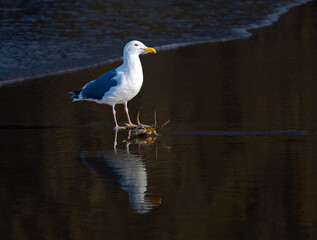A seagull with reflection on the wet sand beach eating a dungeness crab, Pacific City, Oregon.