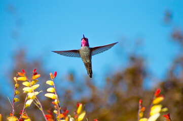 Anna hummingbird soaring with blossoms eder © kathy