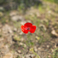 red poppy in a field