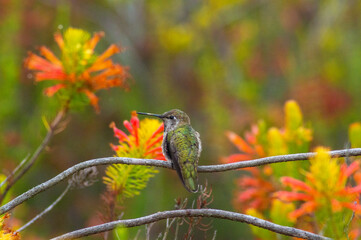 Hum gazing yellow orange eder