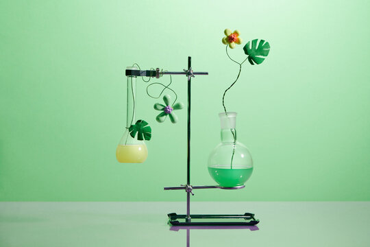 Test-tubes with a transparent solution and the plant