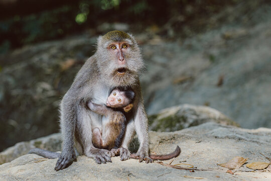 Monkey feeding her child.