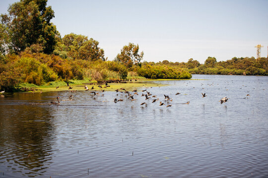 Ducks flying off a lake 
