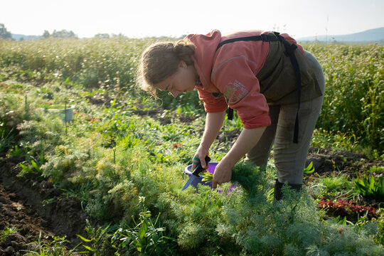 Female farmer harvesting dill