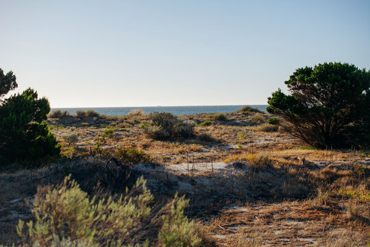 Australian coastal bushland at dusk