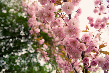 Close-up of light pink cherry (sakura) flowers on a sunny spring day in the garden (with blurred background and shallow focus effect)