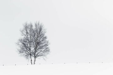 雪原の木
