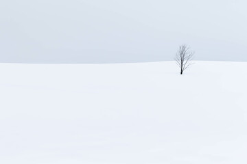Fototapeta na wymiar 雪原の木 