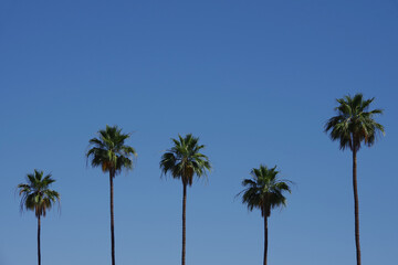Tall California fan palms under blue sky