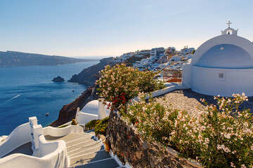 Fototapeta premium Close Up of Oleander or Nerium bougainvillea flower on Santorini island, white greek houses on the background.