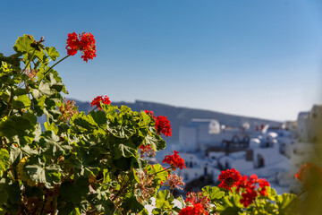 Close Up of Oleander or Nerium bougainvillea flower on Santorini island, white greek houses on the background.