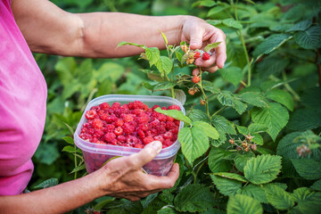 Woman picking organic raspberries, close up photo. Agricultural concept