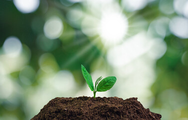 Young plant in the morning light on nature background
