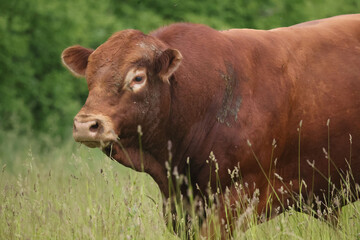 LImosin beef cattle enjoying summer grazing on farm field with really deep grass on summer day