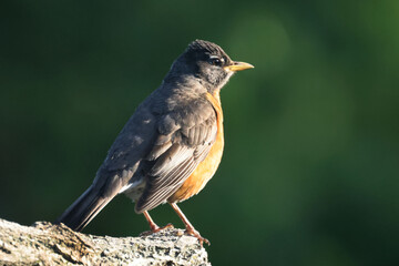 Robin on rain day and then clearing perching and looking for food or with a worm