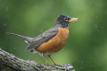 Robin on rain day and then clearing perching and looking for food or with a worm