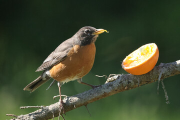Robins eating orange halves meant for Baltimore Orioles on perch