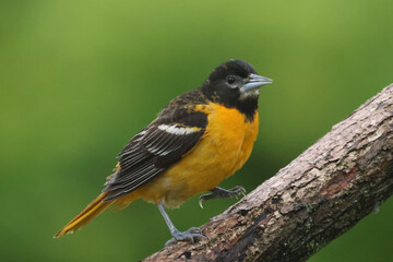 Baltimore Orioles, male and female, perching, flapping, rousing rainwater off feathers and feeding on a rainy day