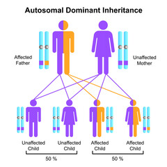 Scientific Designing of Autosomal Dominant Inheritance. Colorful Symbols. Vector Illustration. - obrazy, fototapety, plakaty