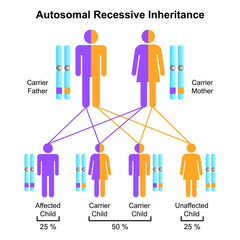 Scientific Designing of Autosomal Recessive Inheritance. Colorful Symbols. Vector Illustration. - obrazy, fototapety, plakaty