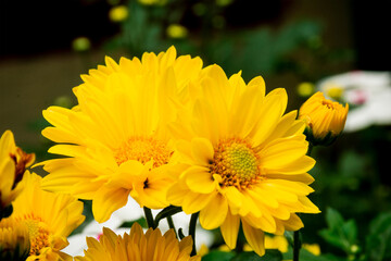 Yellow flowers in the garden.  Yellow margarita flower on blurred green background