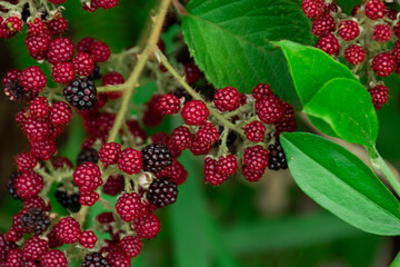 Closeup of Blackberries wild on the Bush, Bokeh Background. Latín américa. Colombia