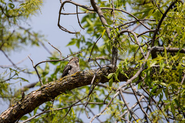 Common Nighthawk (Chordeiles minor) resting on a branch. Natural scene from Wisconsin.