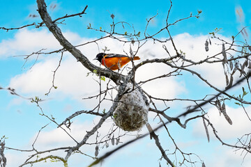 The male  Baltimore oriole (Icterus galbula)over the nest is a small interid blackbird  in eastern...