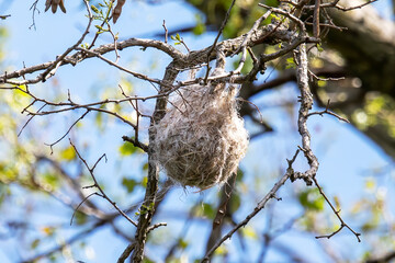 The nest of Baltimore oriole  in the branches of a tree crowns