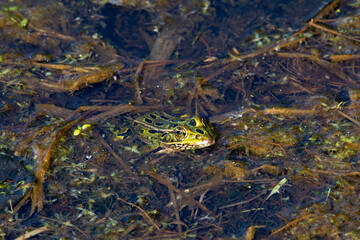 The northern leopard frog (Lithobates pipiens) in the swamp