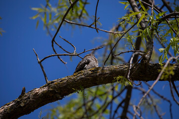 Common Nighthawk (Chordeiles minor) resting on a branch. Natural scene from Wisconsin.