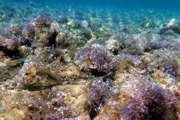 Acetabularia mediterranea - The Mediterranean sea algae