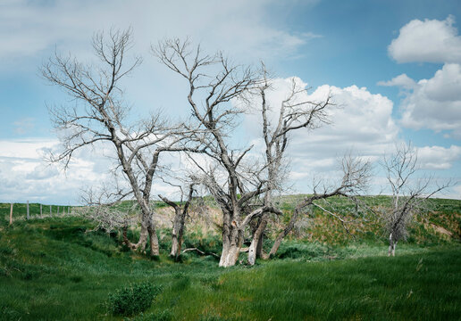 Old dead trees on the prairies.