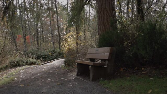 Empty Park Bench in the forest 2