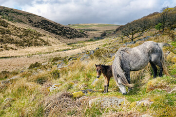 Dartmoor ponies, Dartmoor National Park, Devon, England. Mare and foal. Wistman's Wood in the West Dart Valley near Two Bridges.