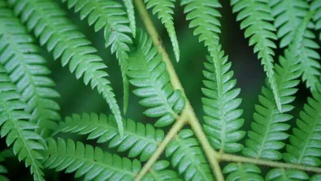 Close up shot of a New Zealand silver fern in a rainforest