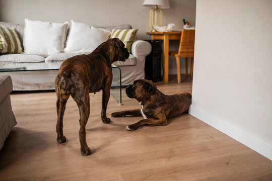 Two boxer dogs in a house