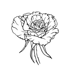 Linear sketch of a rose flower. Vector graphics.