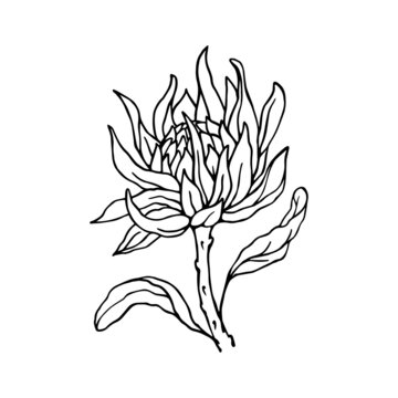 Linear sketch of a protea flower. Vector graphics.