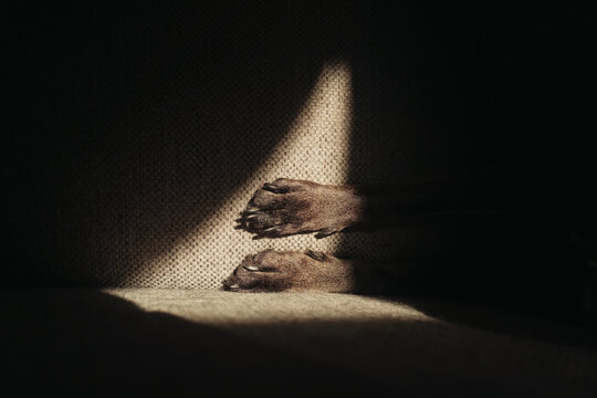 Dog paws reaching into sunlight.