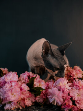 Cat sniffing a flowers