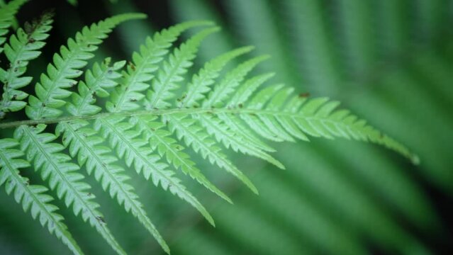 Close up shot of a New Zealand silver fern in a rainforest
