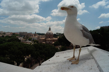 イタリアのカモメ