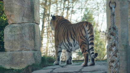 Siberian Tiger Amurtiger in Hanover Germany